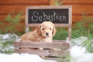 Sebastian in Chalkboard Box