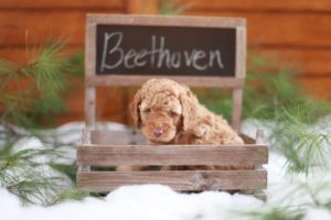 Beethoven in Chalkboard Box