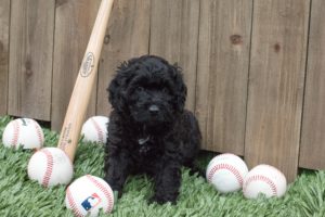 Reggie with baseballs