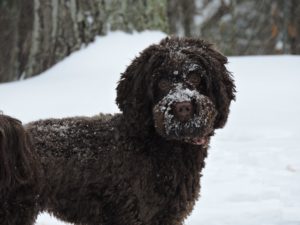 Daphne in the Snow