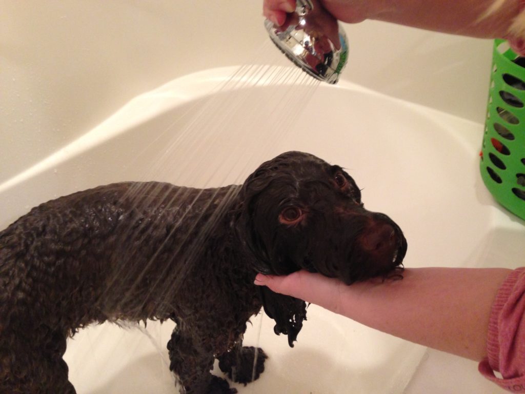 The Coat and Nails of your Australian Labradoodle Sweet Carolina