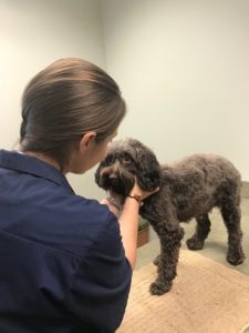 Daphne with the Vet