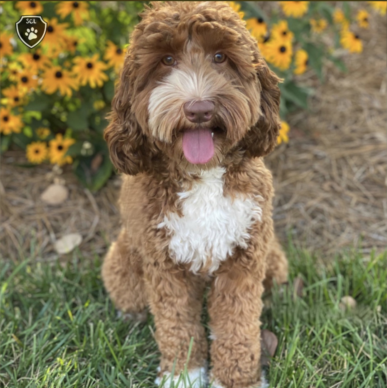 Sweet Carolina Labradoodles North Carolina