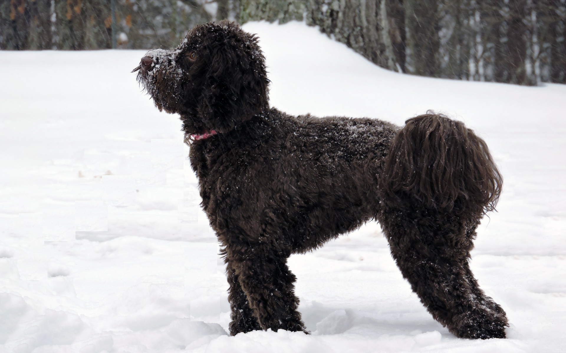 Sweet Carolina Labradoodles North Carolina